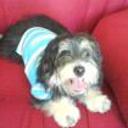 Pipo jose