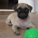 Golfo