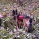 Rufo