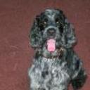 Tallulah