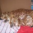 Canela