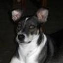 Picolina