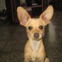 Dixie