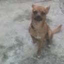 Rocko
