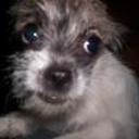 Lola
