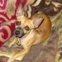 Chita