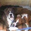 Rocky y jacky