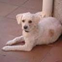 Chuski
