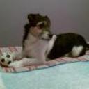 Toby