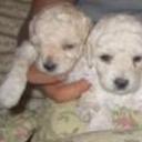 Bebes de bombon y samanta