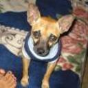 Chita