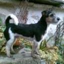 Toby