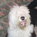 Patxi