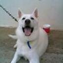 Principe