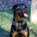 Gora