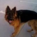 Kimo