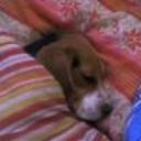 Shilor