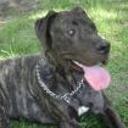 Aquiles