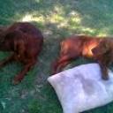 Pacco y alba