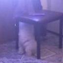 Pupy