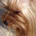 Brandy