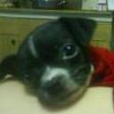 Chapis
