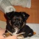 Capuli