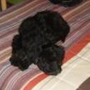Rulo