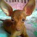 Nicanor