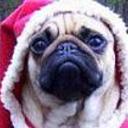 Lola