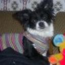 Treisy