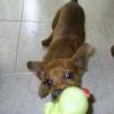 Lucas