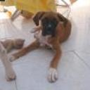 Chula