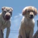Sami y athila