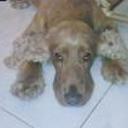 Rocco