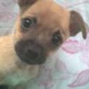 Rocko