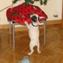 Peke
