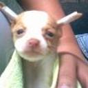 Molly