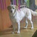 Duque