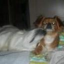 Duque