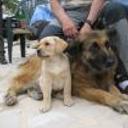 Lira y argos
