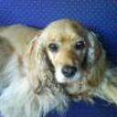 Almendra