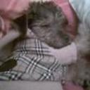 Pancho