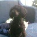 Pipo