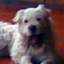 Coqueto