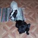 Pancho y yako