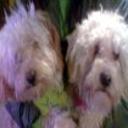 Taffy, pitty y blanca