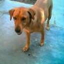 Wera