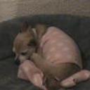 Cuqui