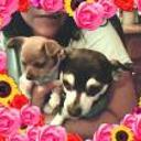 Tito y puca